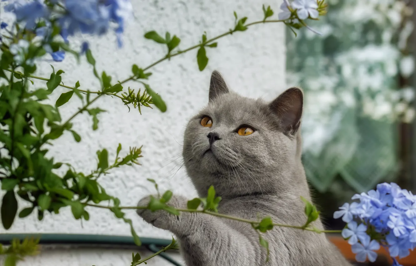 Photo wallpaper cat, cat, look, face, flowers, pose, portrait, grey
