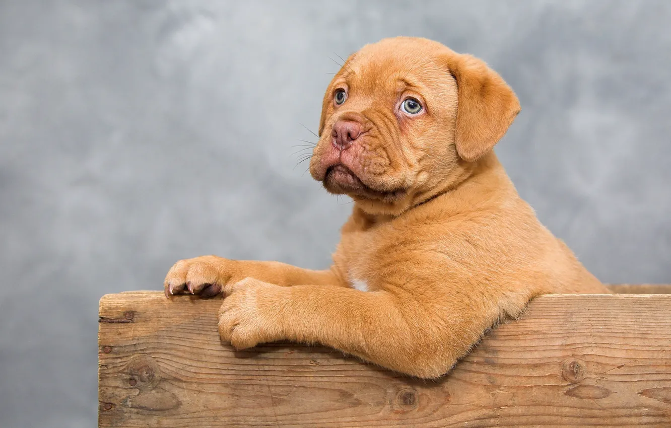 Photo wallpaper sweetheart, dog, paws, muzzle, puppy, box, sitting, Dogue de Bordeaux