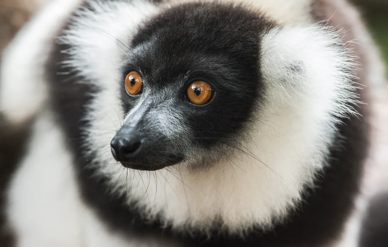 Photo wallpaper eyes, look, close-up, animal, muzzle, lemur