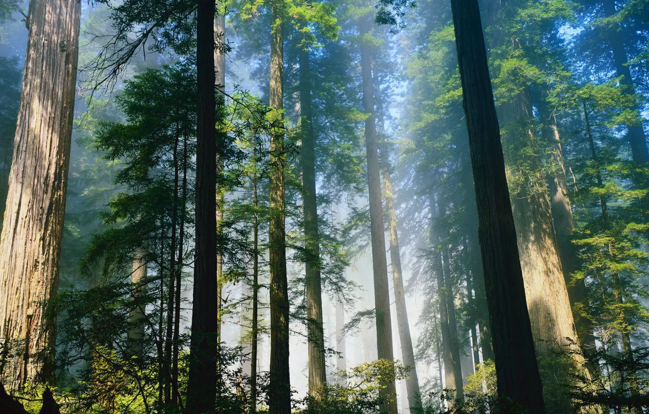 Photo wallpaper trees, trunks, FOREST