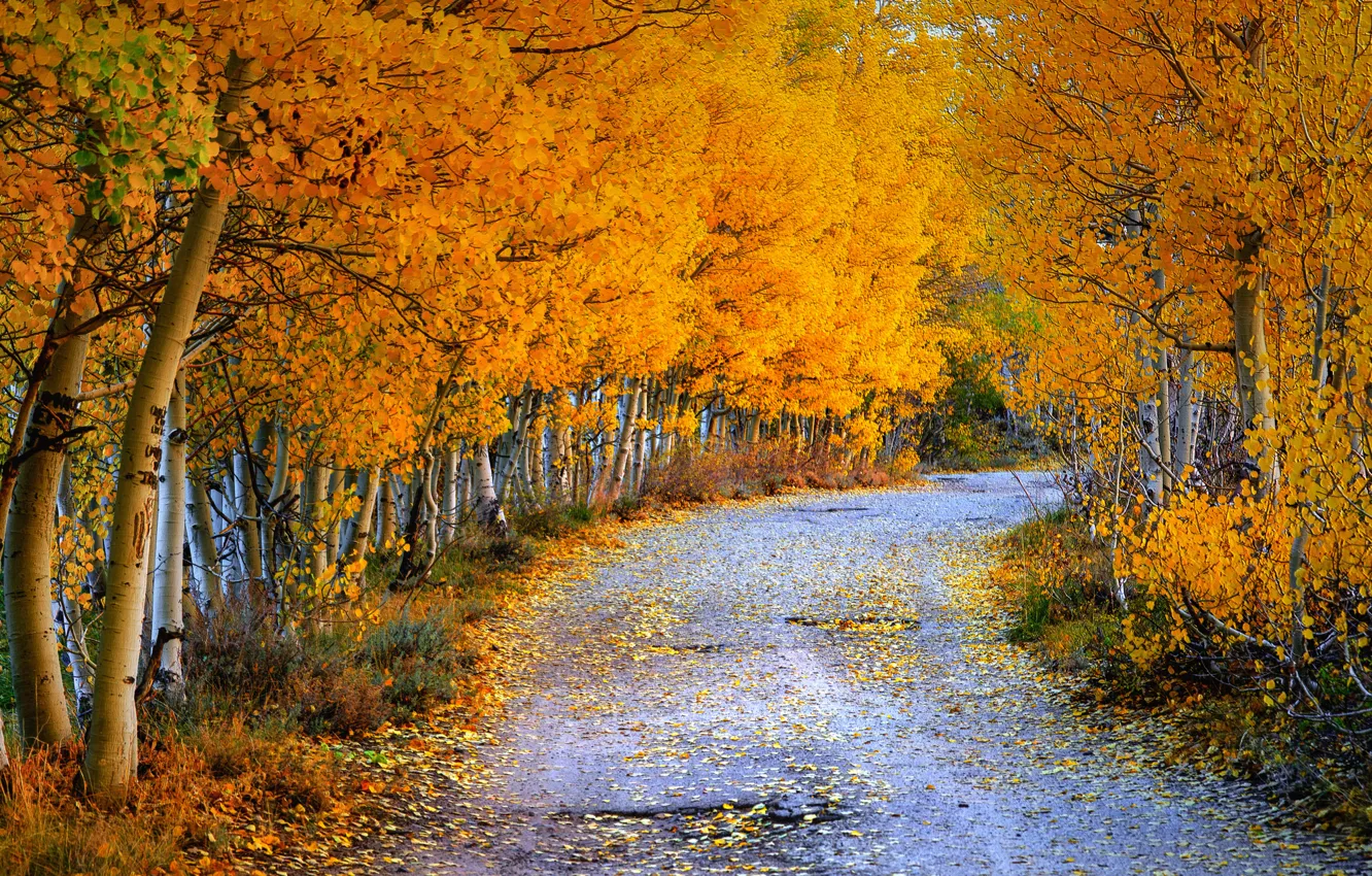Photo wallpaper road, autumn, forest, leaves, grove, aspen