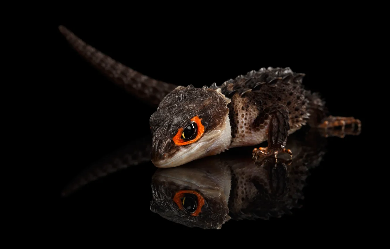 Photo wallpaper lizard, scales, big eyes