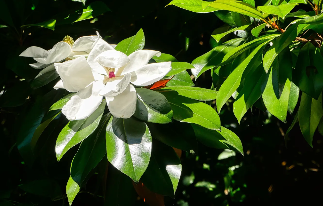 Photo wallpaper leaves, flowers, Magnolia