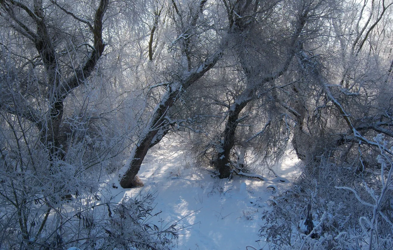 Photo wallpaper forest, snow, Meduzanol ©, winter 2010, 27 Jan