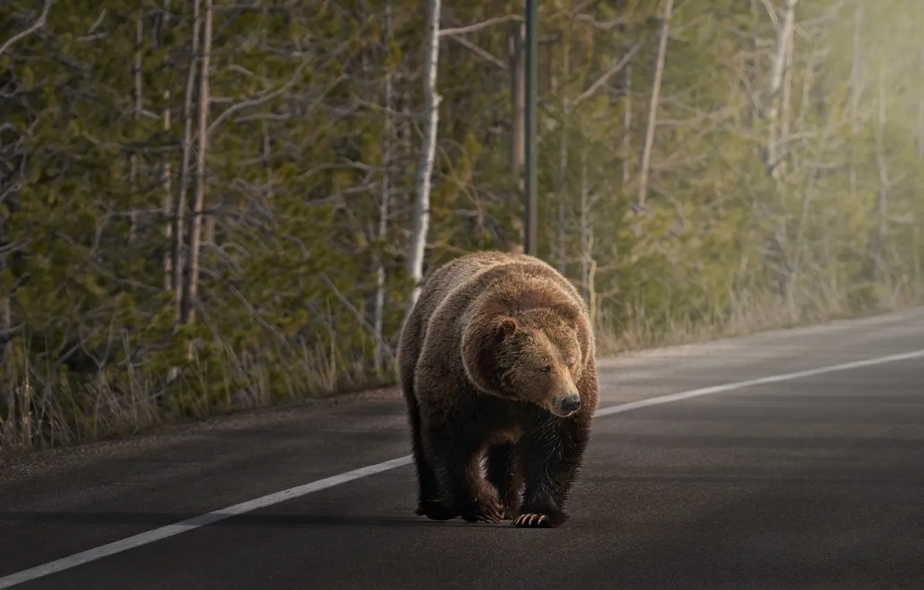 Photo wallpaper road, forest, markup, bear, highway, walk, brown