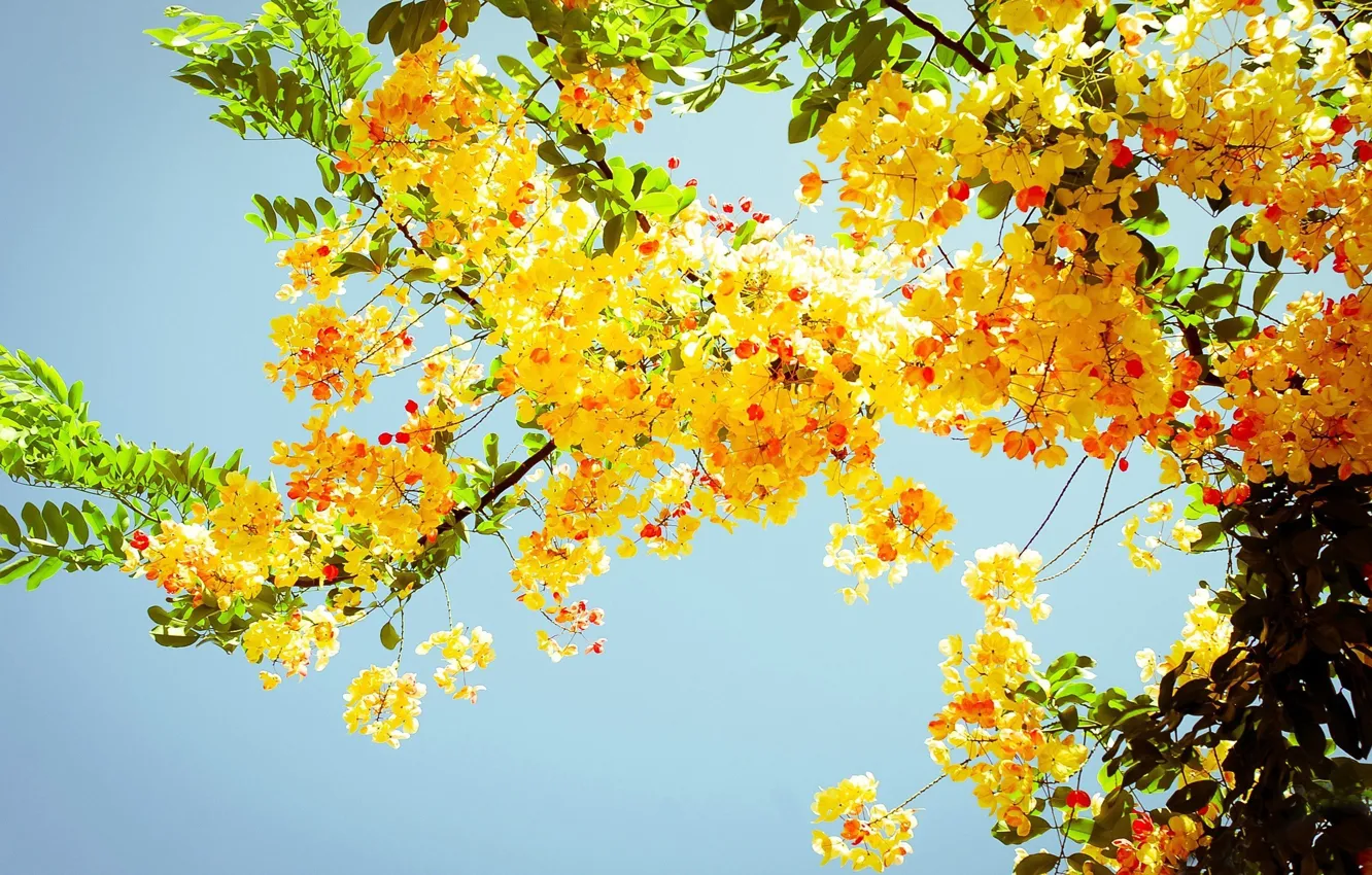 Photo wallpaper trees, yellow, nature, foliage