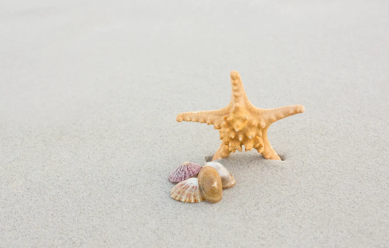 Photo wallpaper sand, sea, beach, summer, nature, shell, starfish