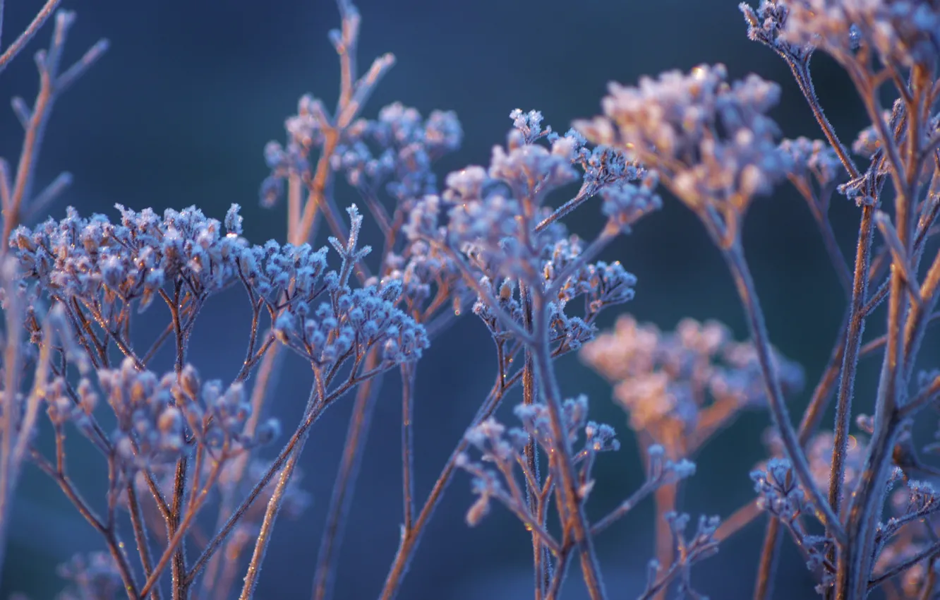 Photo wallpaper frost, grass, macro, nature