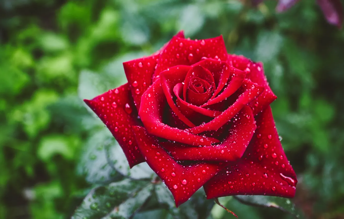 Photo wallpaper flower, drops, rose, garden, red, blurred background