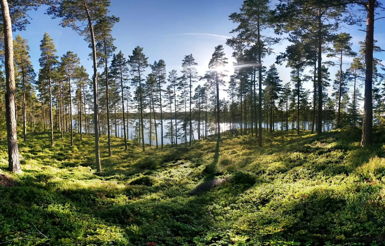 Photo wallpaper greens, forest, grass, the sun, trees, lake, shore, Sweden