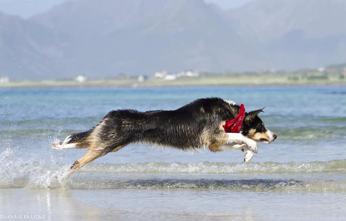 Photo wallpaper water, squirt, jump, shore, the game, wave, dog, running
