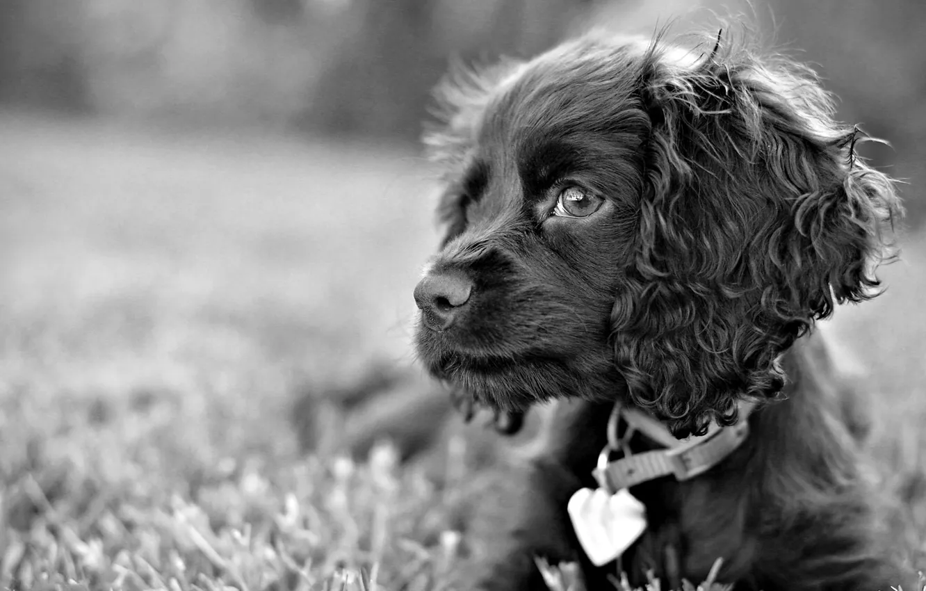 Photo wallpaper grass, look, black and white, dog, dog, sad eyes