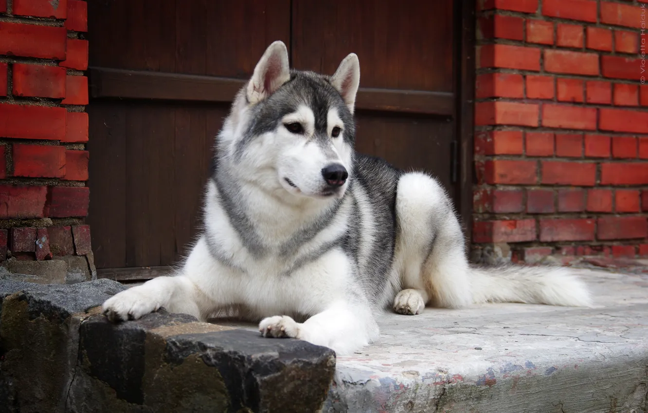 Photo wallpaper look, each, dog