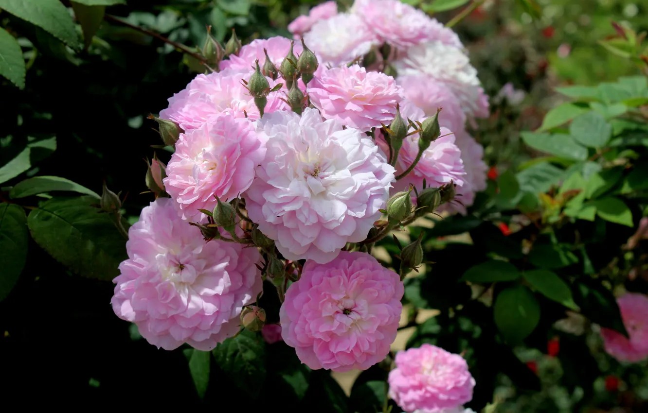 Photo wallpaper macro, flowers, the dark background, roses, pink, white, rose Bush