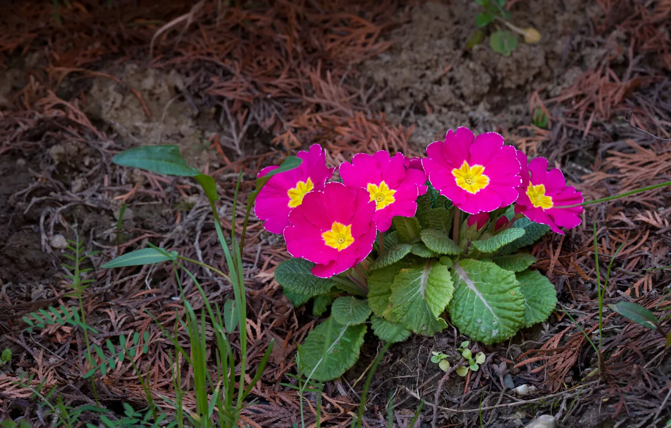 Photo wallpaper flowers, spring, pink, Primula, primrose