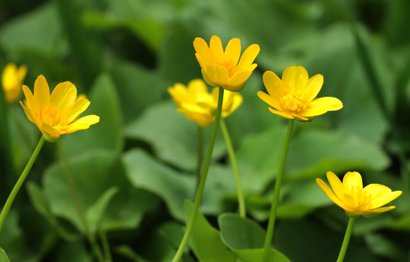 Photo wallpaper nature, background, Wallpaper, Flowers, nature nature, yellow flowers, Buttercup, night blindness