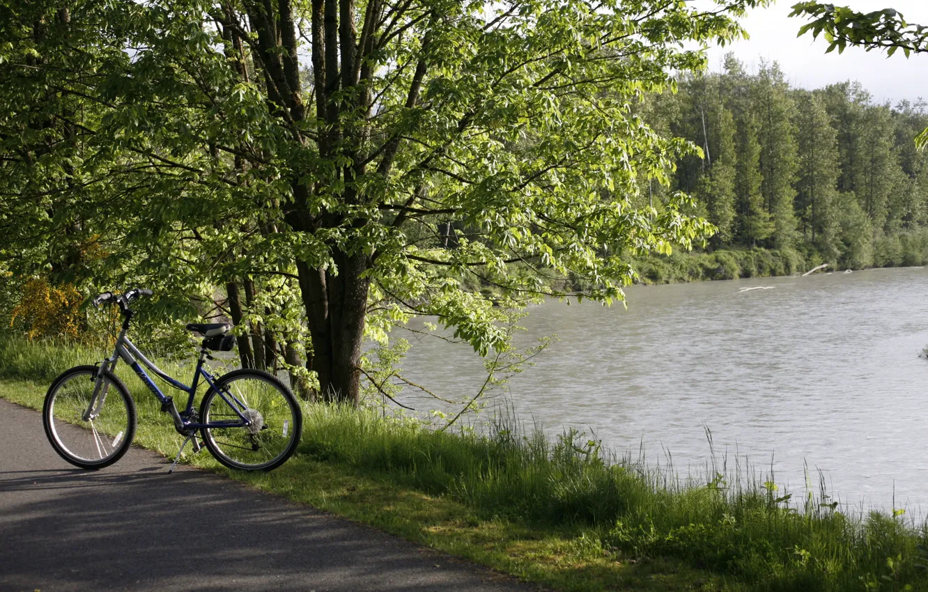 Photo wallpaper road, forest, nature, bike, lake, bike, halt