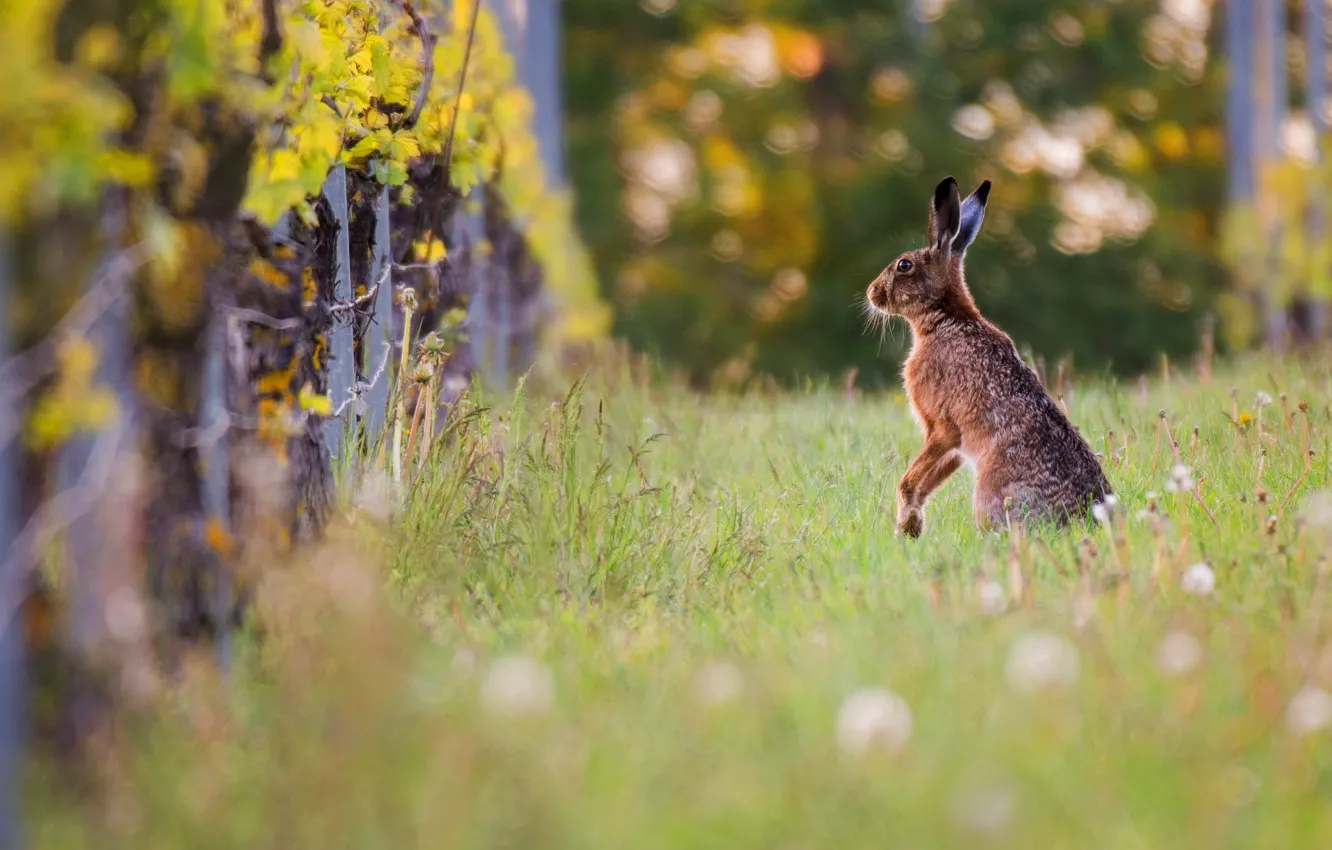 Photo wallpaper nature, pose, glade, the fence, hare, stand, bokeh