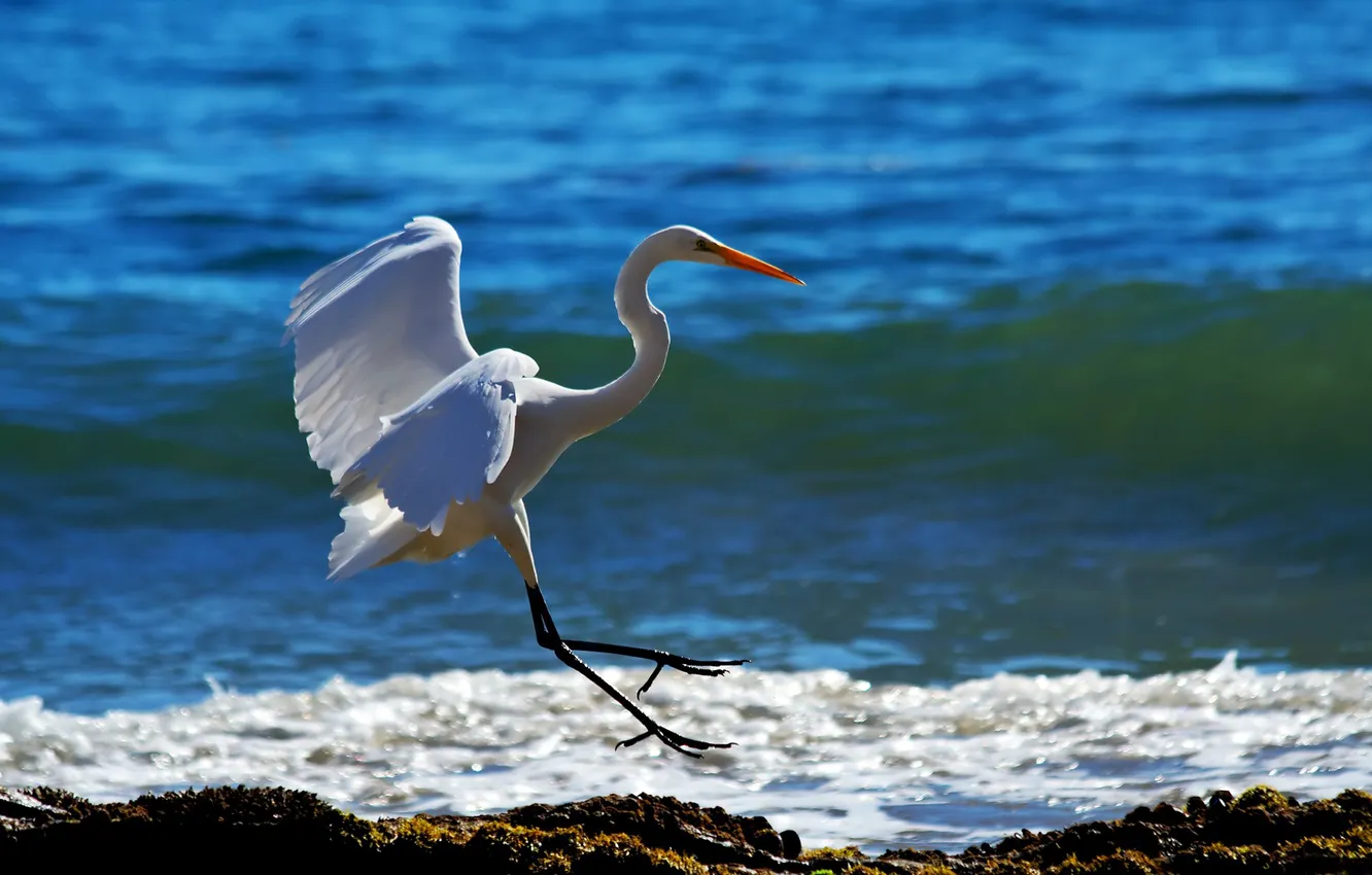 Photo wallpaper sea, white, bird, shore, wings, paws, surf, stroke