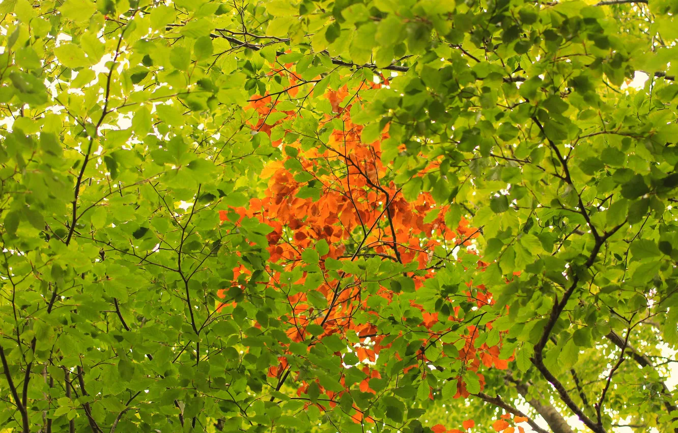 Photo wallpaper autumn, leaves, trees, texture