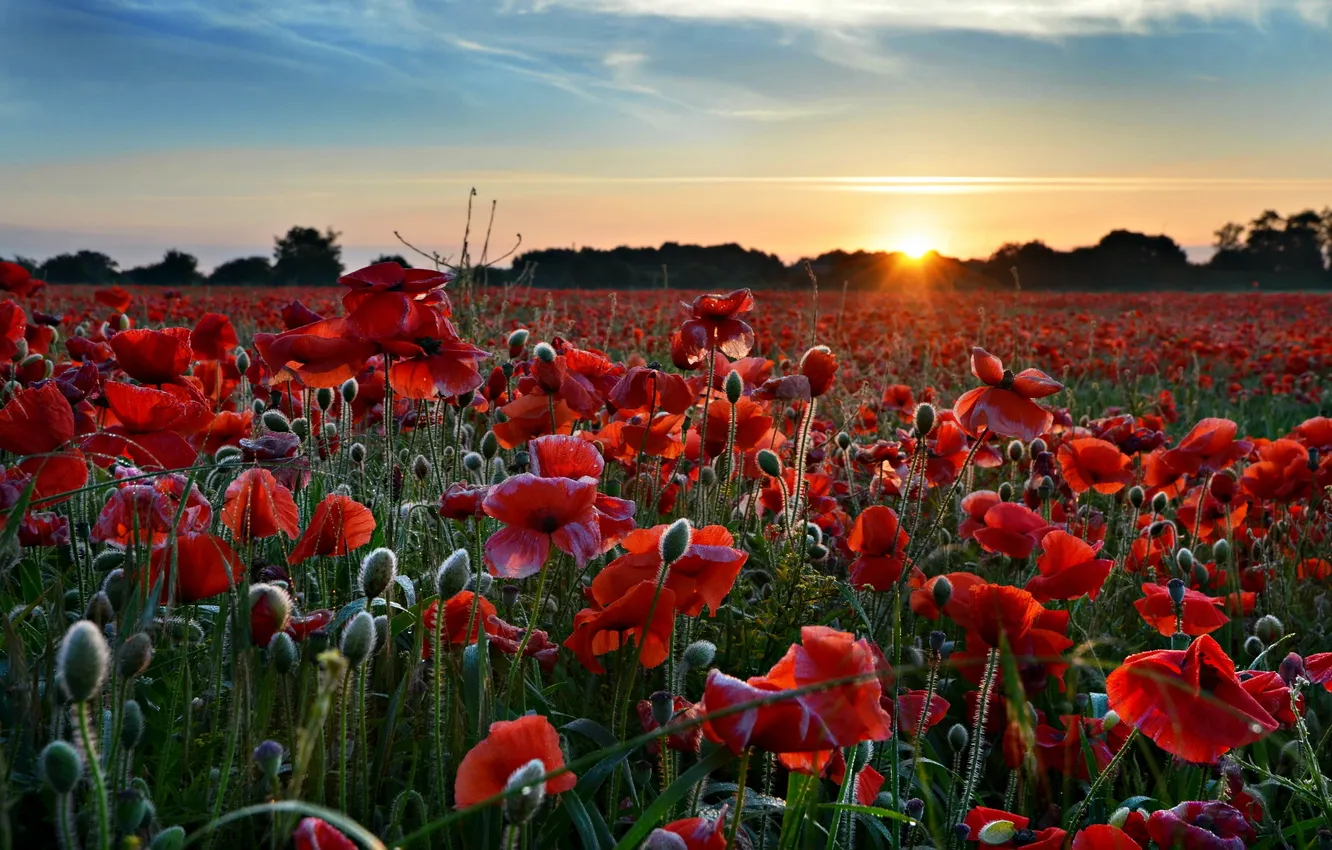 Wallpaper field, landscape, sunset, nature, Maki for mobile and desktop ...