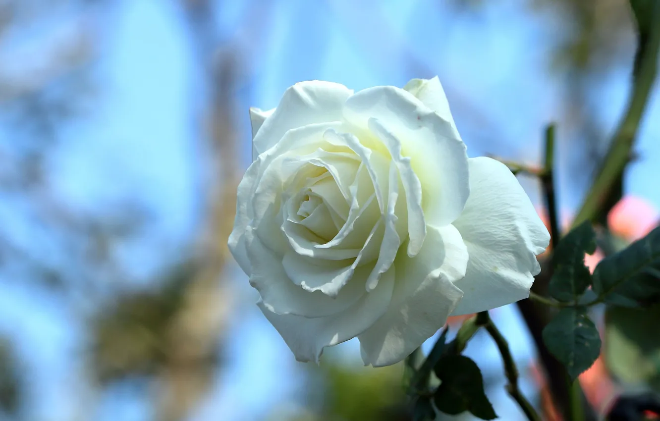 Photo wallpaper rose, Bud, bokeh, white rose