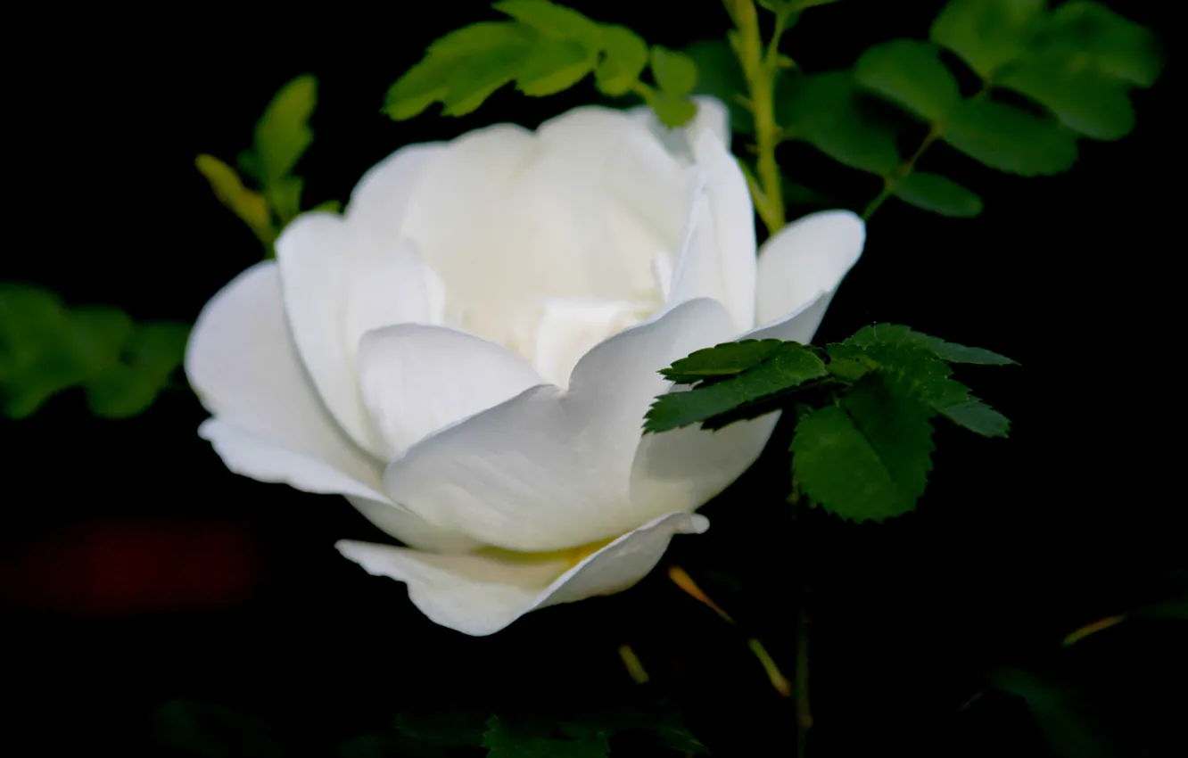 Photo wallpaper macro, white rose, rose wild