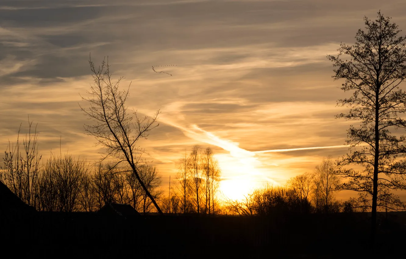 Photo wallpaper the sun, trees, sunset