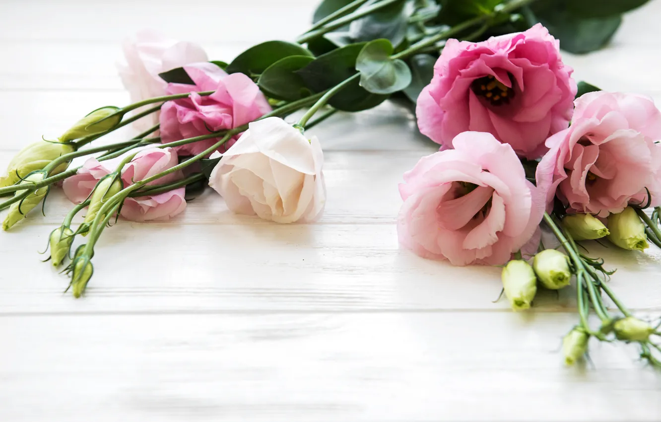 Photo wallpaper flowers, pink, buds, eustoma, Olena Rudo