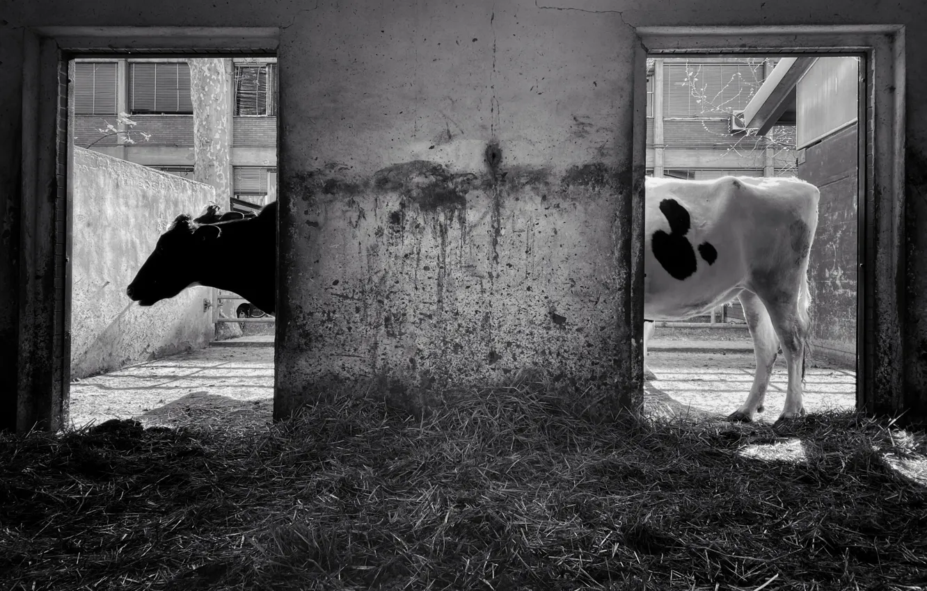 Photo wallpaper cows, black and white, Cowshed