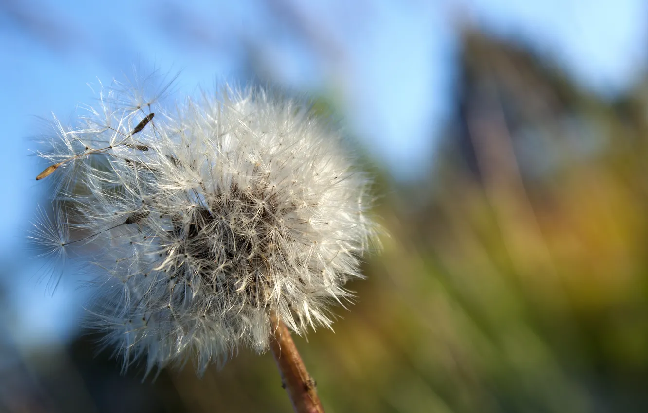 Photo wallpaper summer, the sky, grass, dandelion