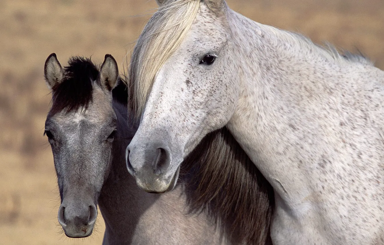 Photo wallpaper horse, cub, mother