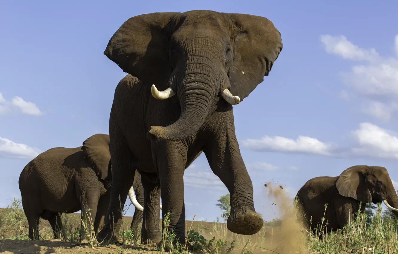 Photo wallpaper Africa, elephant, mammal, size