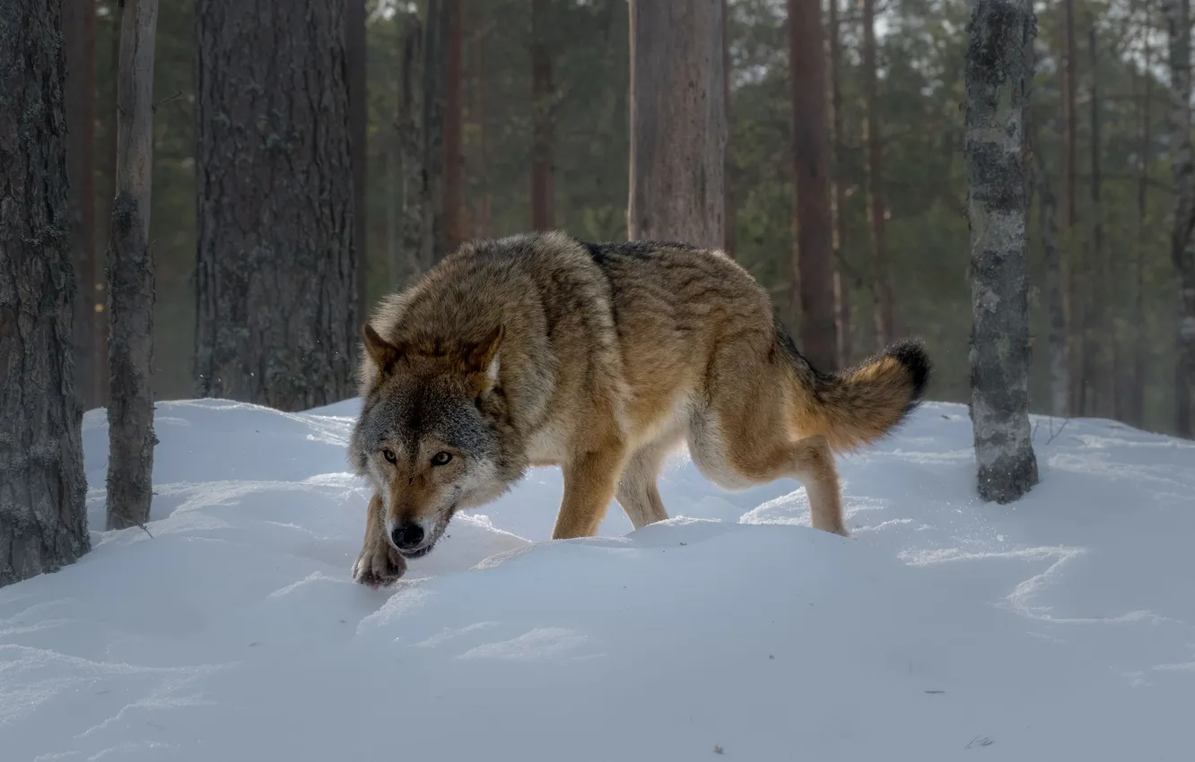 Photo wallpaper winter, forest, snow, wolf, Belarus, Nadezhda Demkina