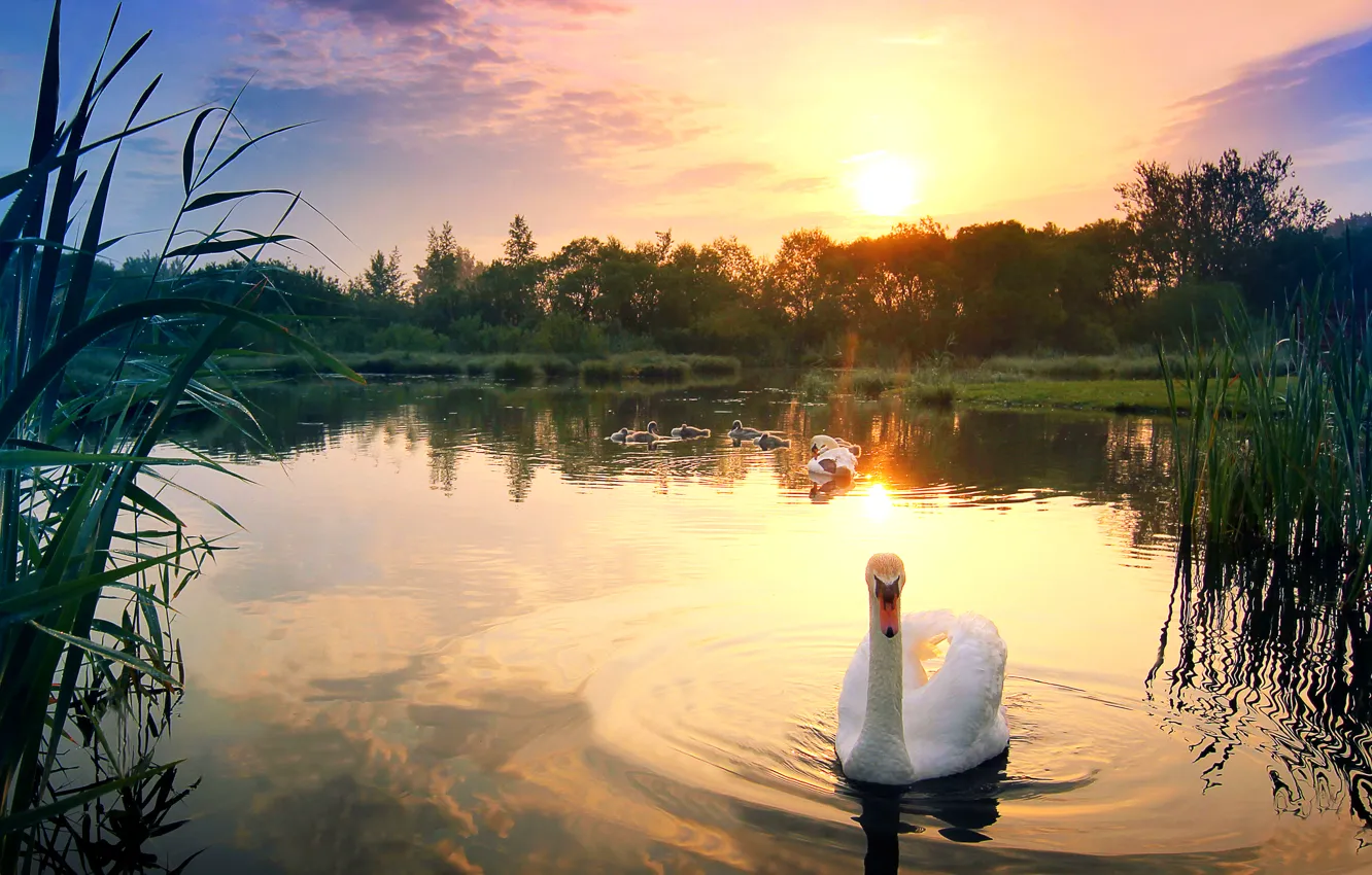 Photo wallpaper the sky, water, the sun, sunset, lake, bird, reed, glow