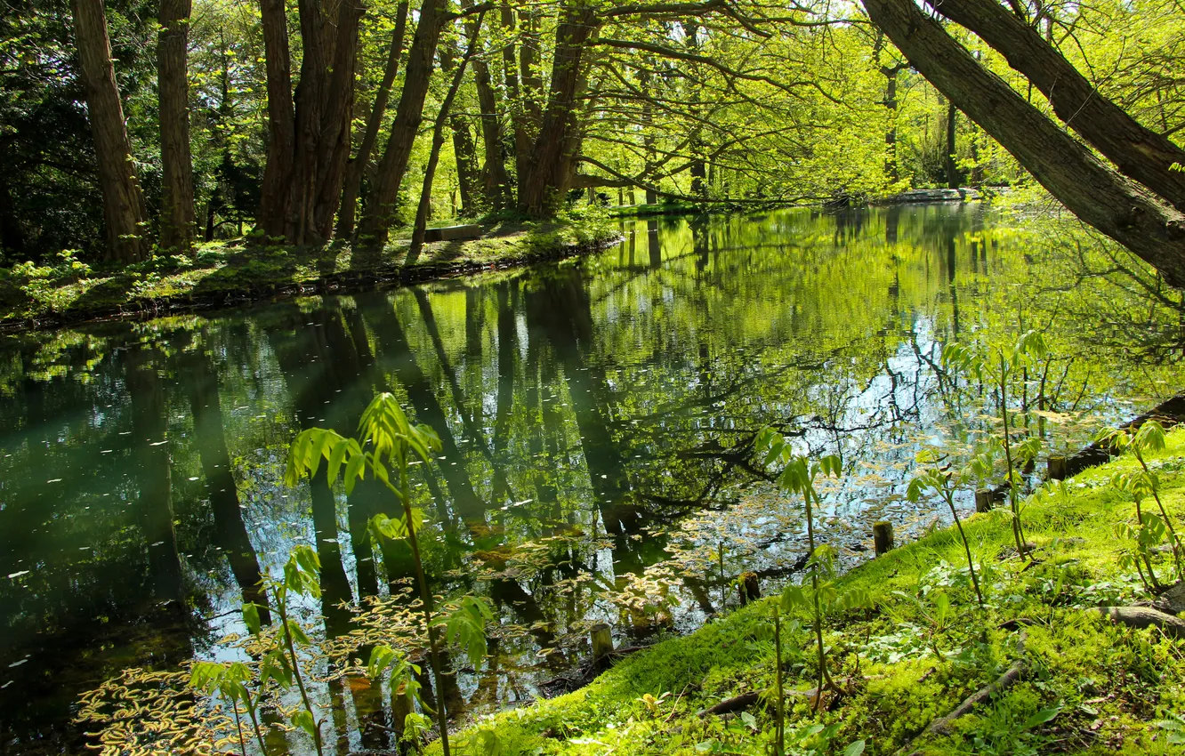 Photo wallpaper park, spring, pond