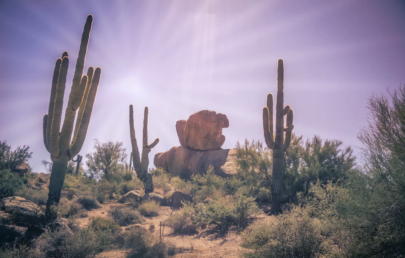 Photo wallpaper desert, plants, cactus