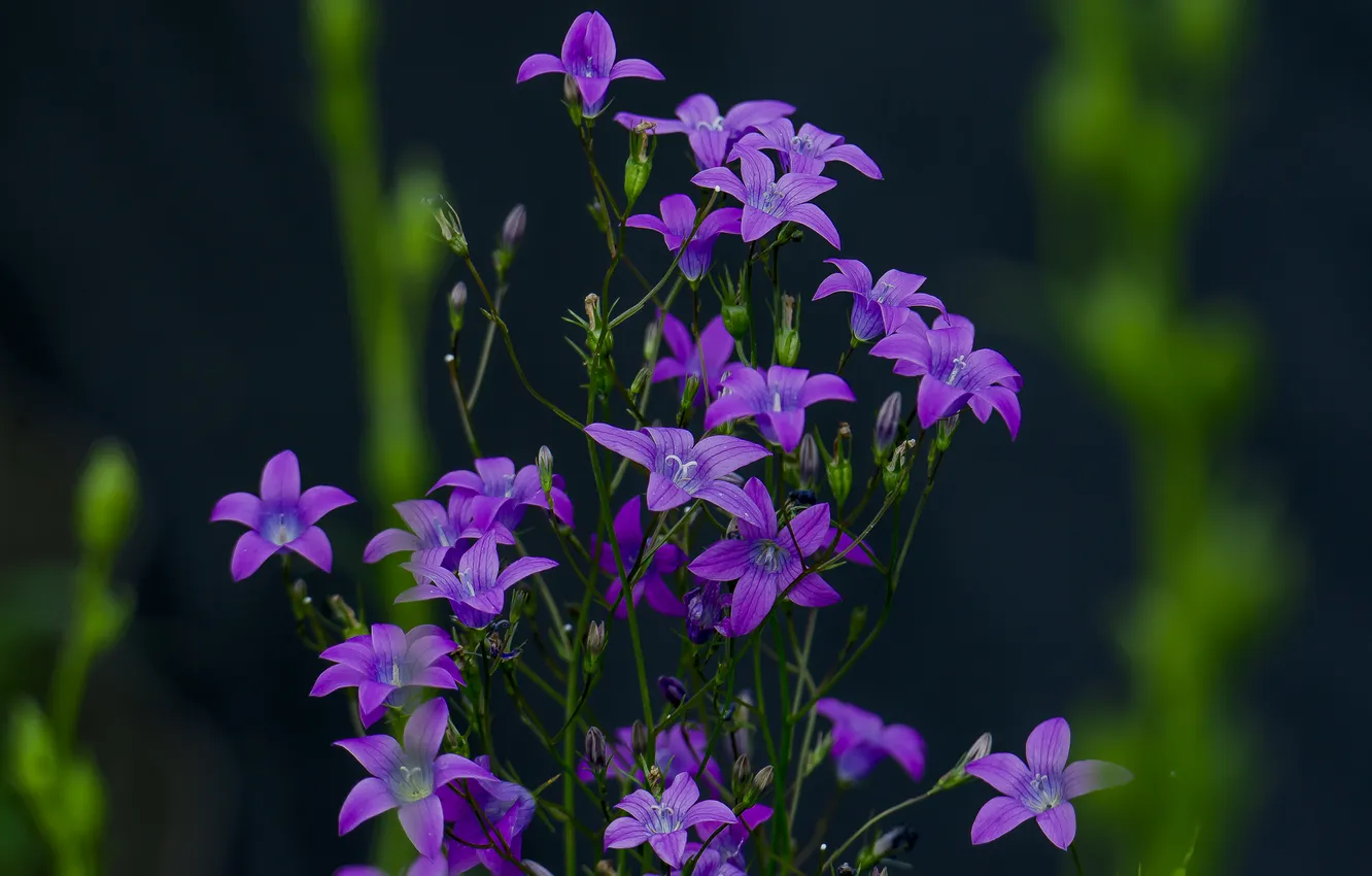 Photo wallpaper summer, flowers, nature, bells, wildflowers