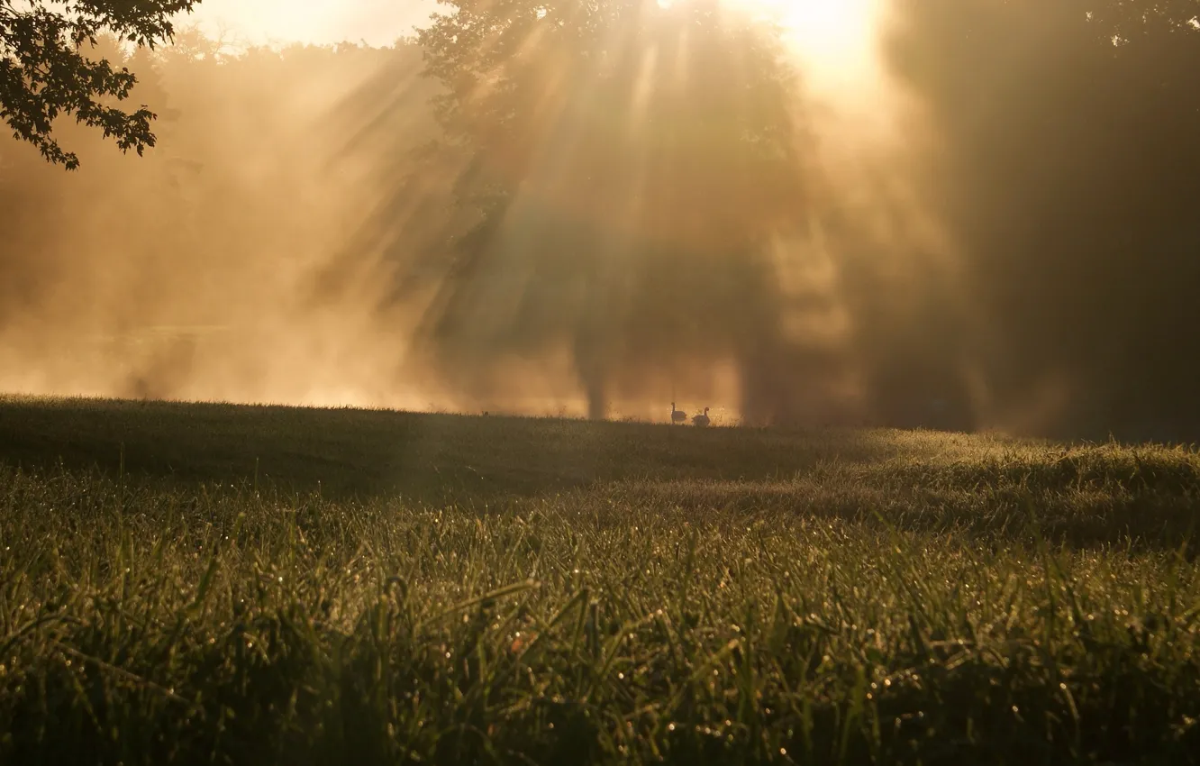 Photo wallpaper greens, grass, leaves, the sun, macro, rays, trees, nature