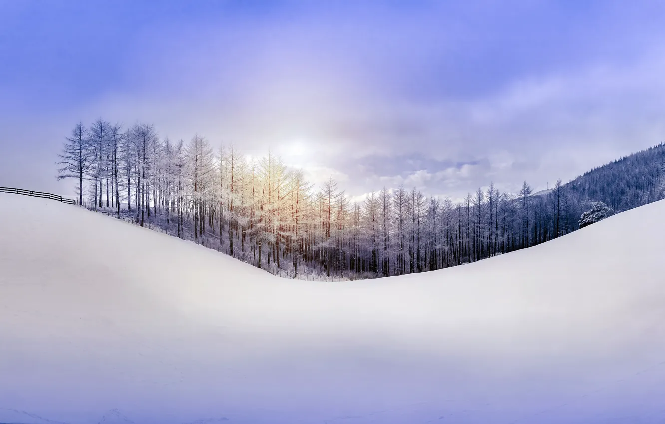 Photo wallpaper winter, forest, the sky, snow, nature, hills