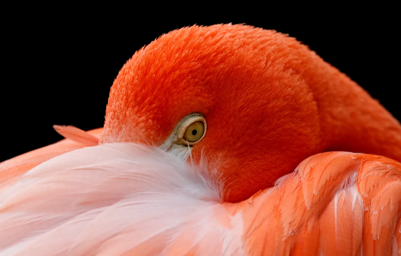 Photo wallpaper bird, head, feathers, Flamingo