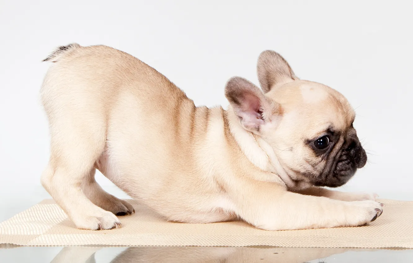 Photo wallpaper pose, puppy, French bulldog