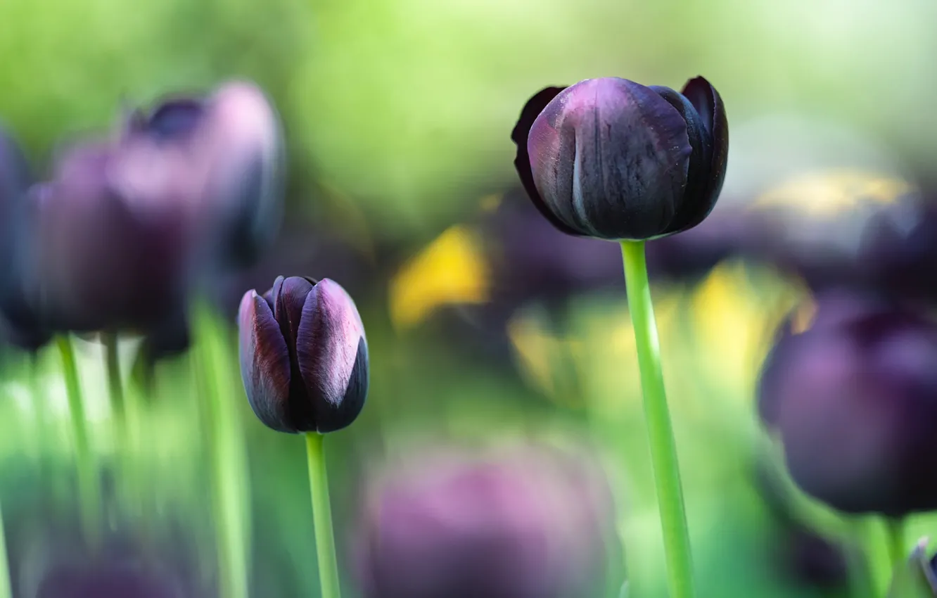 Photo wallpaper flowers, black, blur, spring, tulips, Duo, buds, bokeh