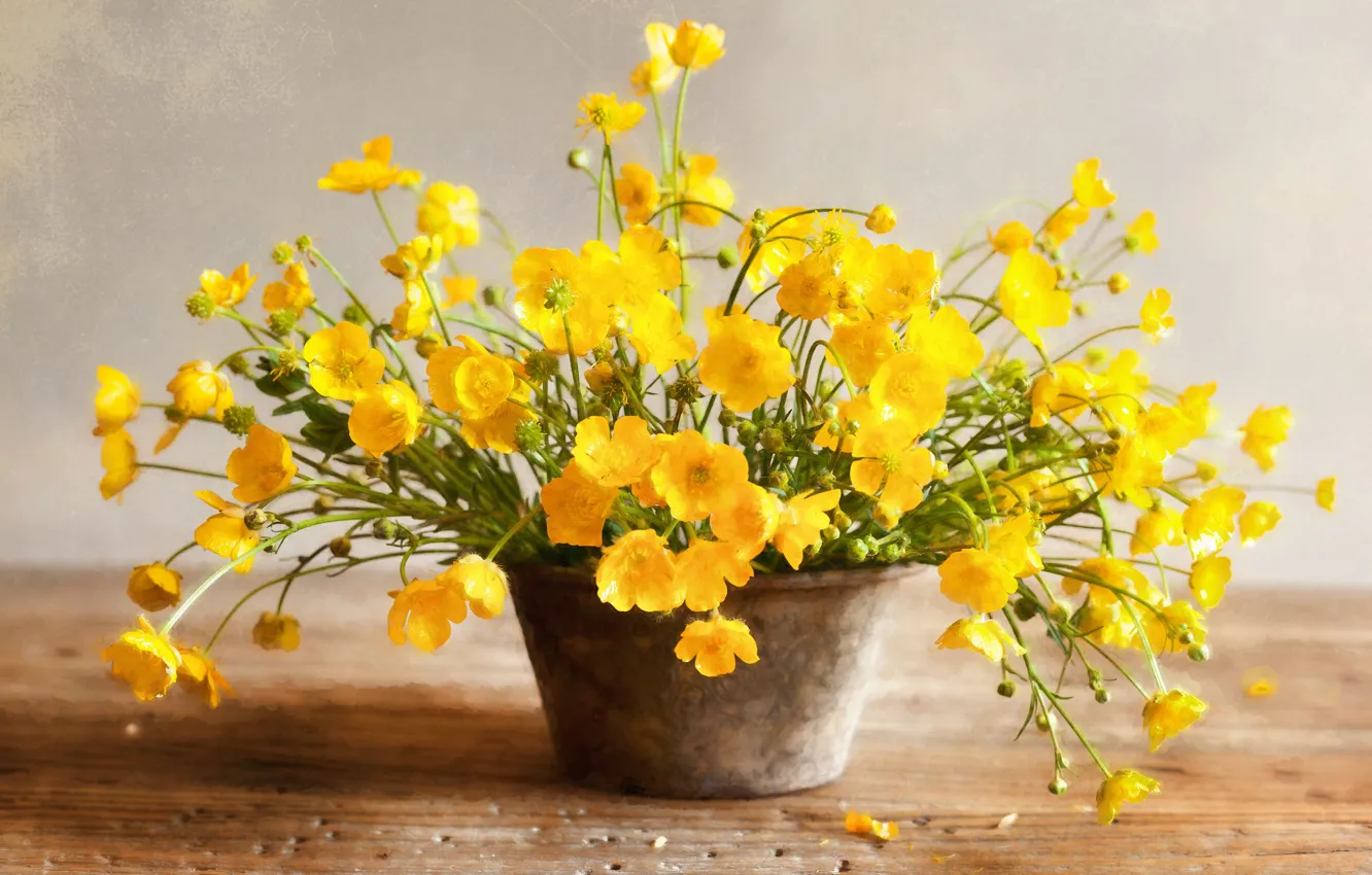 Photo wallpaper flowers, yellow, pot