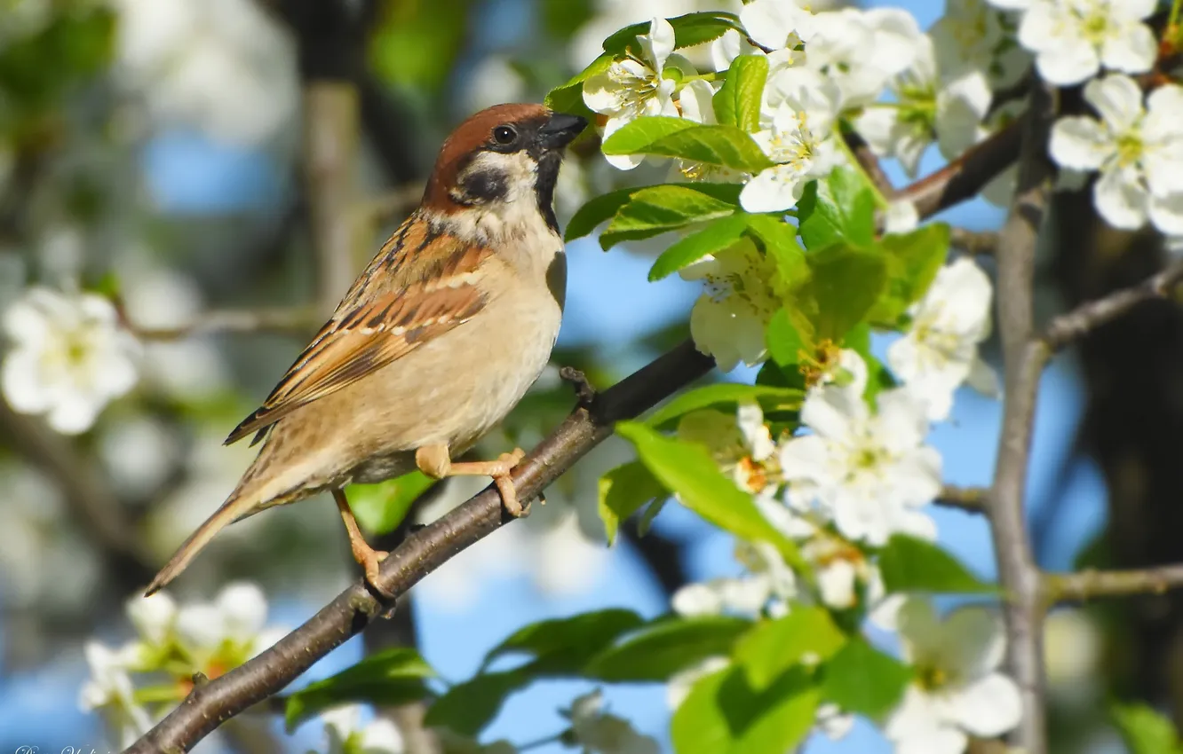 Photo wallpaper nature, spring, Sparrow, photohunt