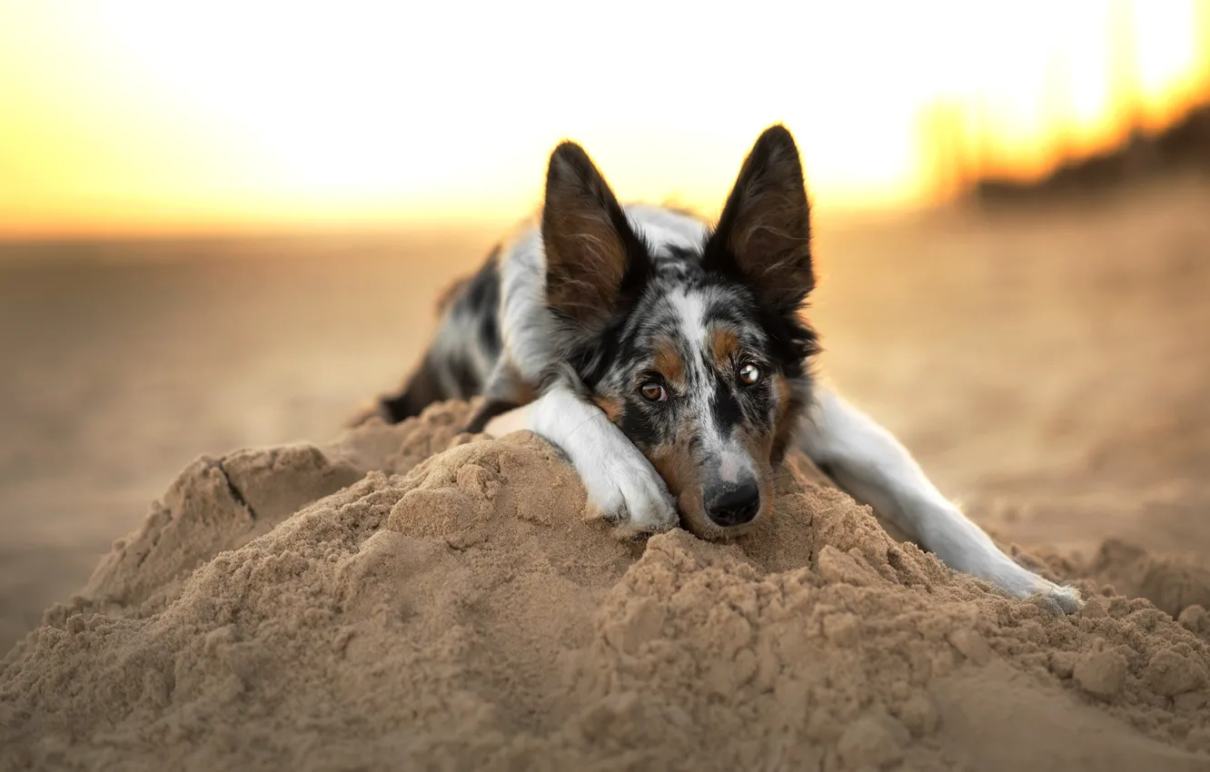 Photo wallpaper sand, beach, the sky, look, face, light, nature, pose