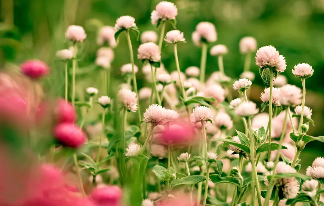 Photo wallpaper summer, glade, clover, a lot