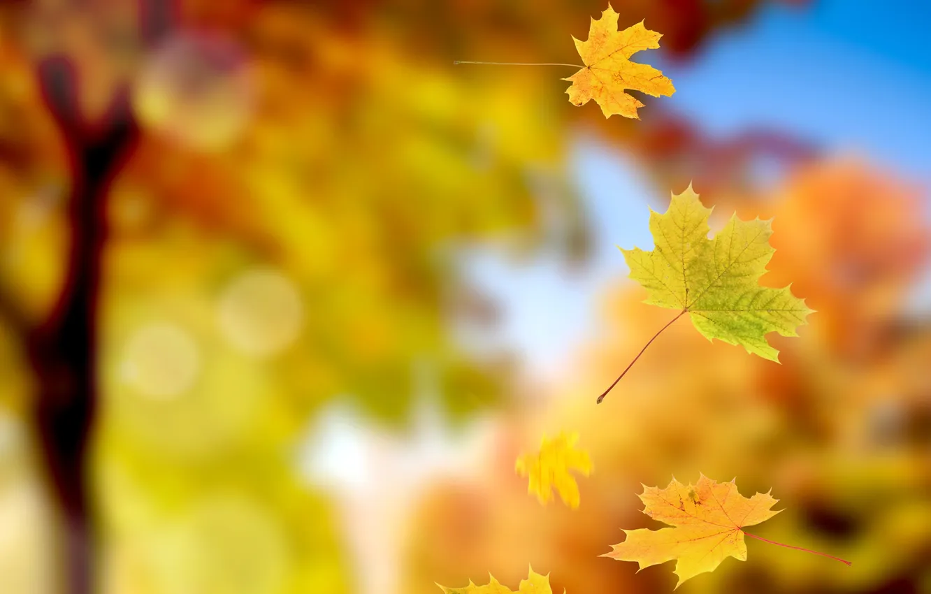 Photo wallpaper autumn, leaves, drop