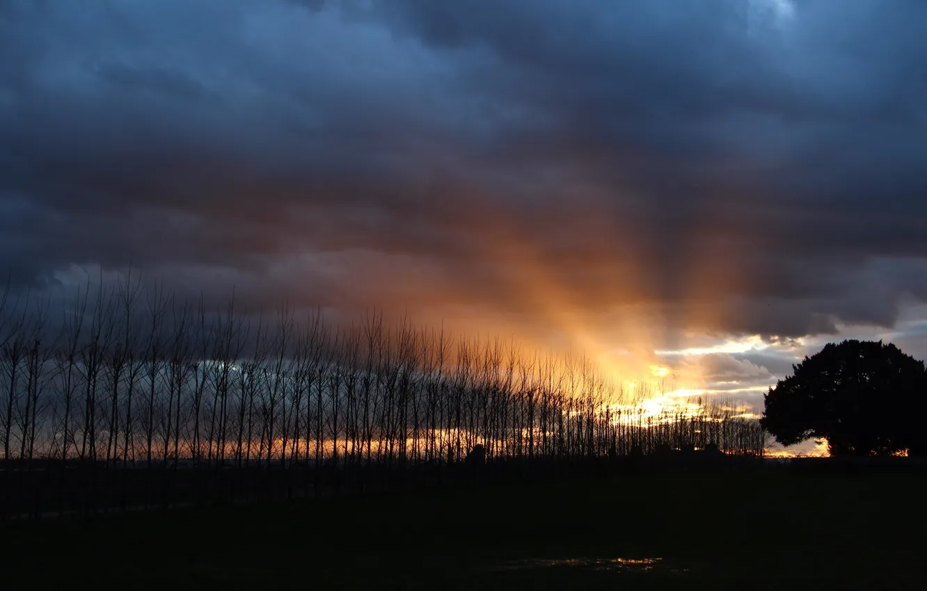 Photo wallpaper the sky, trees, landscape, sunset, nature, silhouette