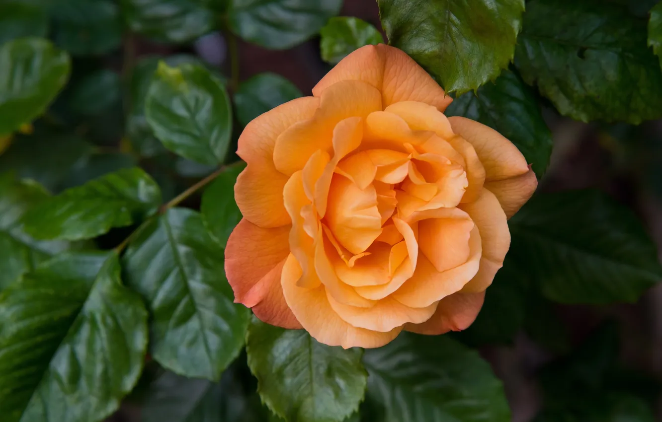 Photo wallpaper orange, rose, petals
